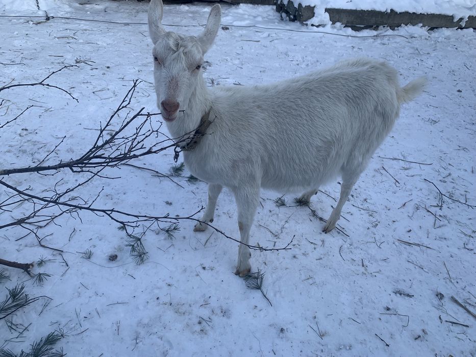 Продам кіз на держання