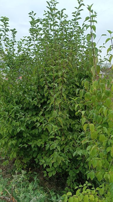 Кизил (дерен) саджанці сорт "Володимирський"