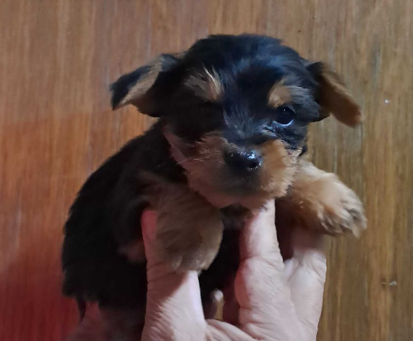 Yorkshier terrier miniatura macho
