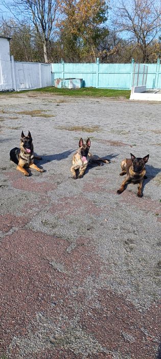 Дресирування собак Кропивницький