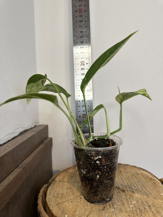 Епіпремнум Epipremnum White Marble