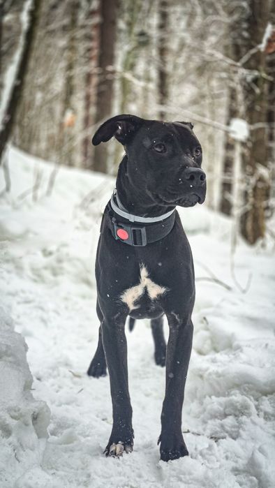 Młody pies w typie TTB szuka domu  / do adopcji