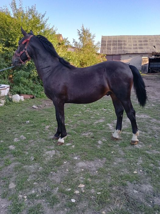 Sprzedam klacz + źrebaki ogierki 4 szt,roczniaki.