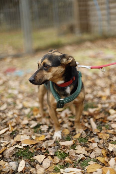 4-letni pies do adopcji