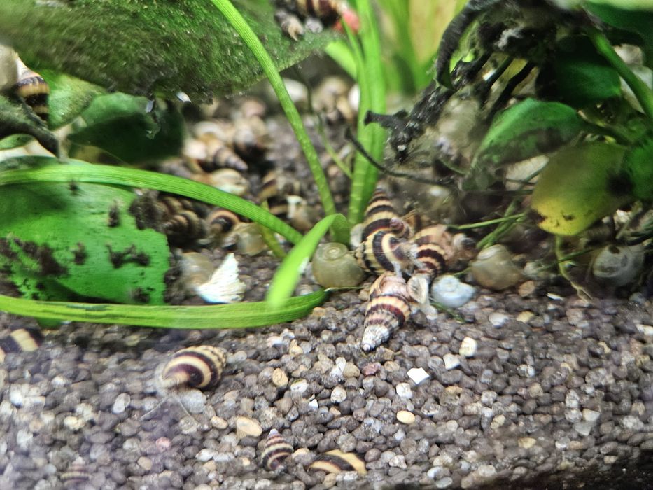 ślimaki Helenki 10 szt.