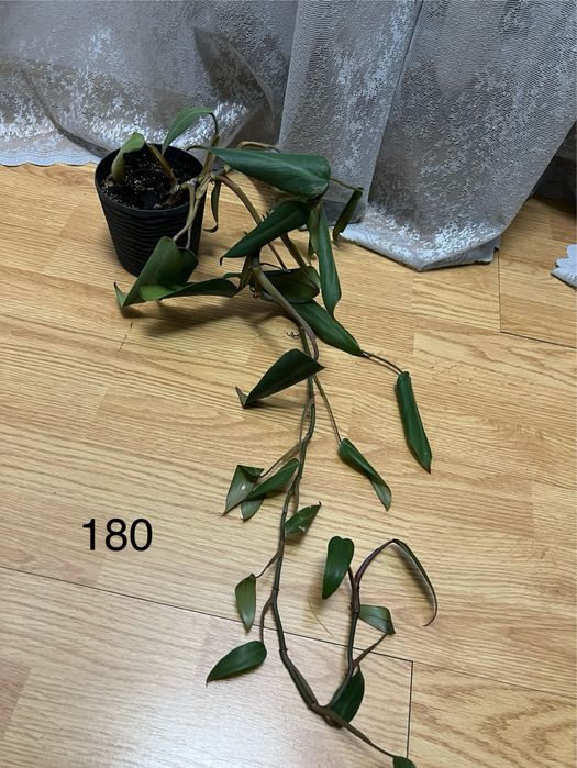 Кімнатні рослини