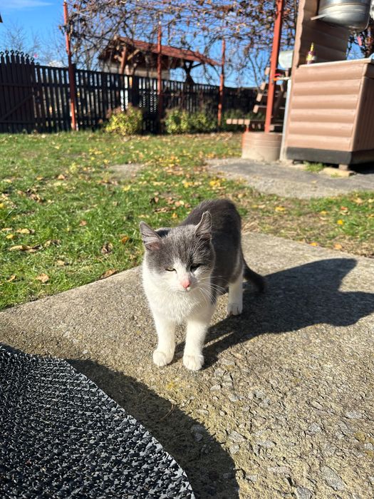 Котята в добрі руки