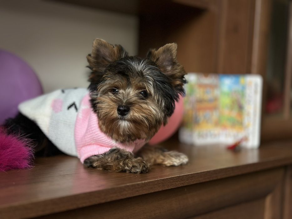 Міні-компаньйони йорки – щастя в кожному русі