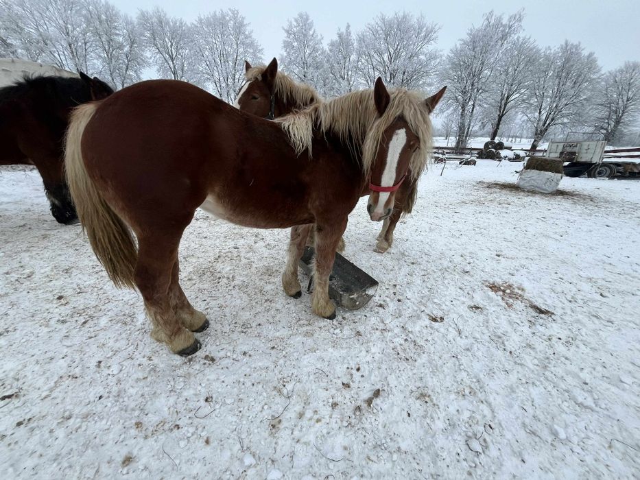 Sprzedam klacz  zimnokrwista