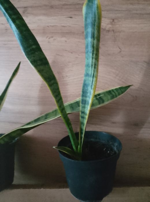 Домашня не вибаглива квітка