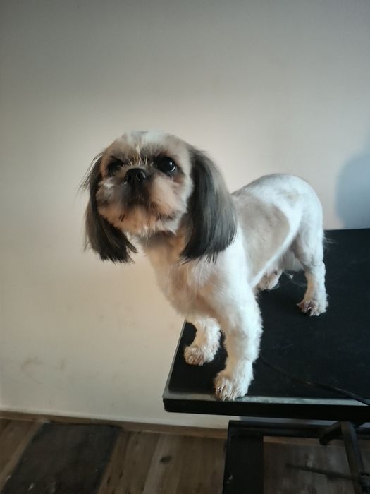 Shih tzu suczka zkwp fci