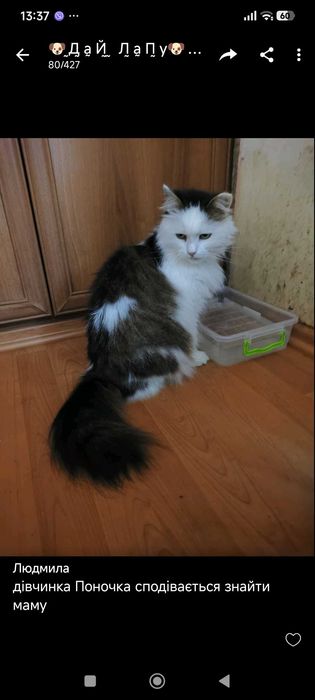 кошенята в теплі обійми