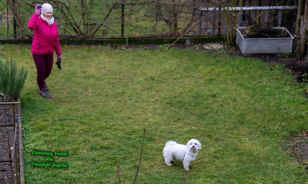 Domowy hotel dla psa - Świebodzin