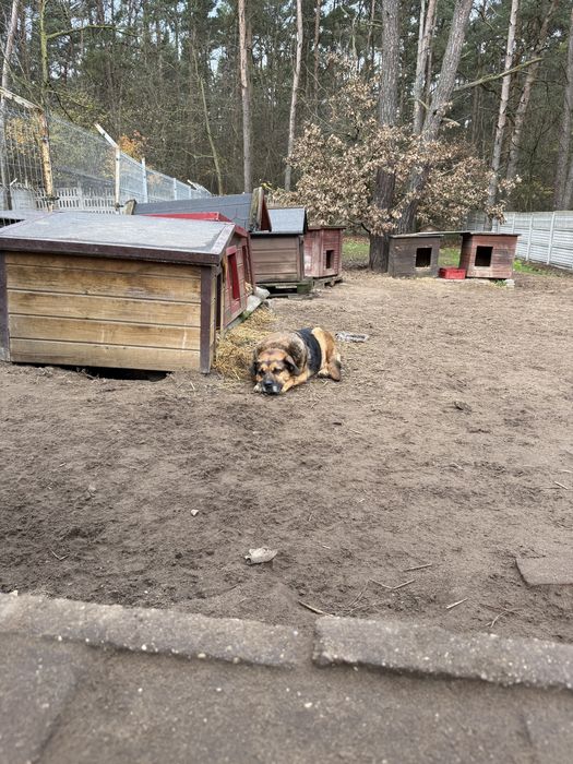 Biedny stary pies z chorymi łapami pilnie szuka domu