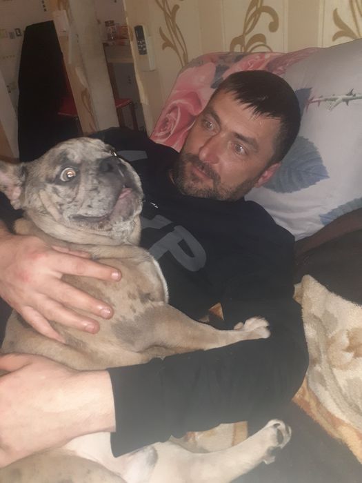 Молодой француский бульдог ищет даму