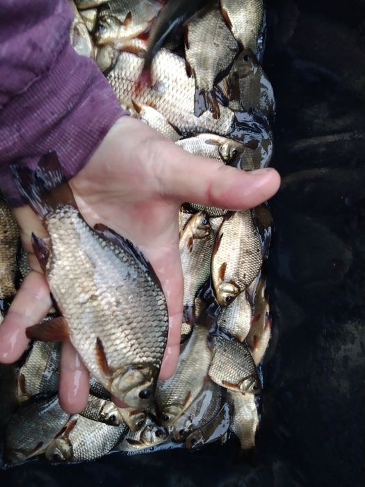 Sandacz 11-13 cm z Dowozem