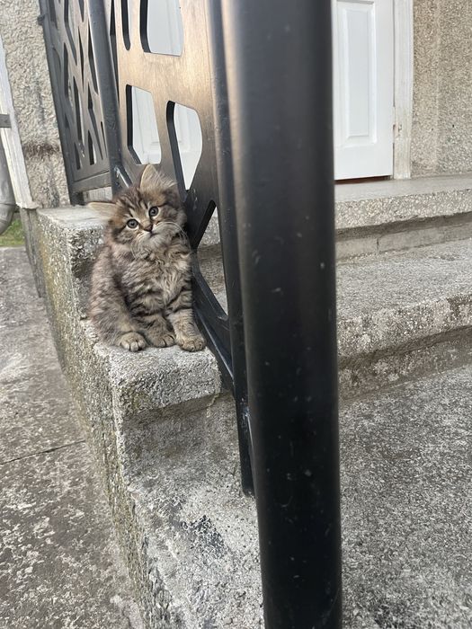 Кошеня дівчинка