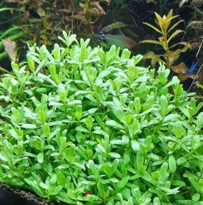 Hedyotis salzmani roslina na pierwszy plan akwarium