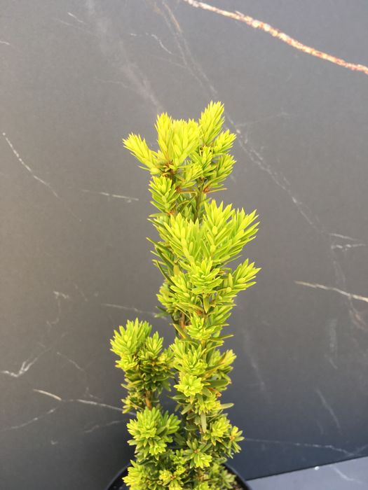 Cis pospolity (taxus media hilii)