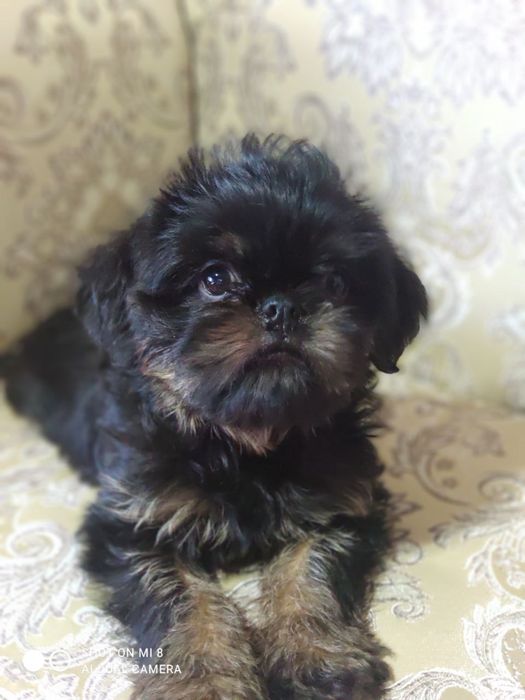 Бельгійськи гріффони