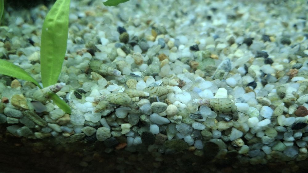 Продам равлика -  Меланія (Melania)