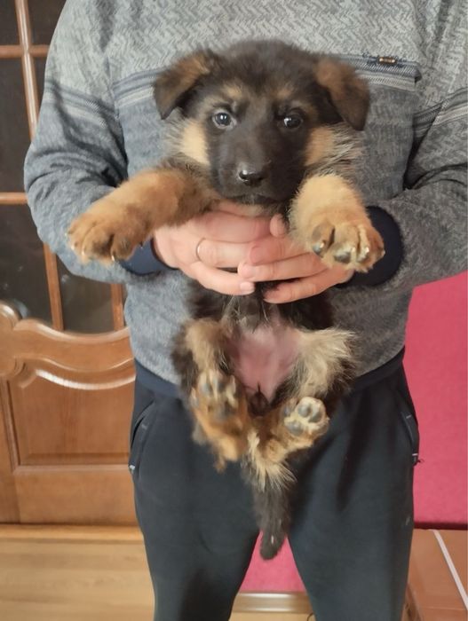 Продам цуценят Німецької вівчарки