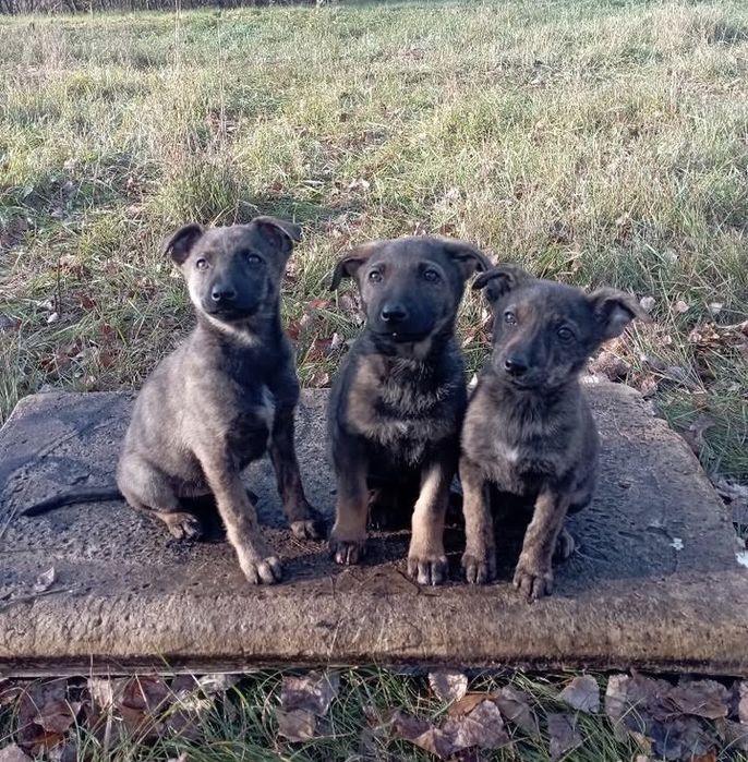 Терміново ПОТРІБНІ родини! Благаємо!