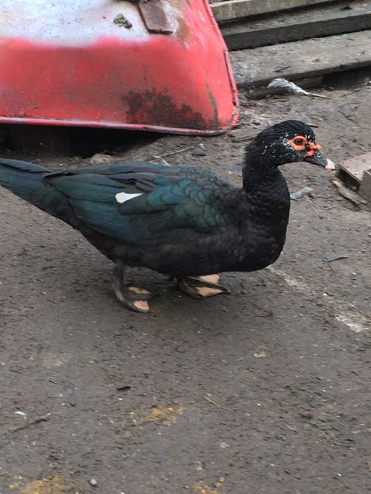 Індокачки,мускусні качки