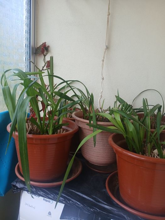 Vendo orquídeas de várias cores.