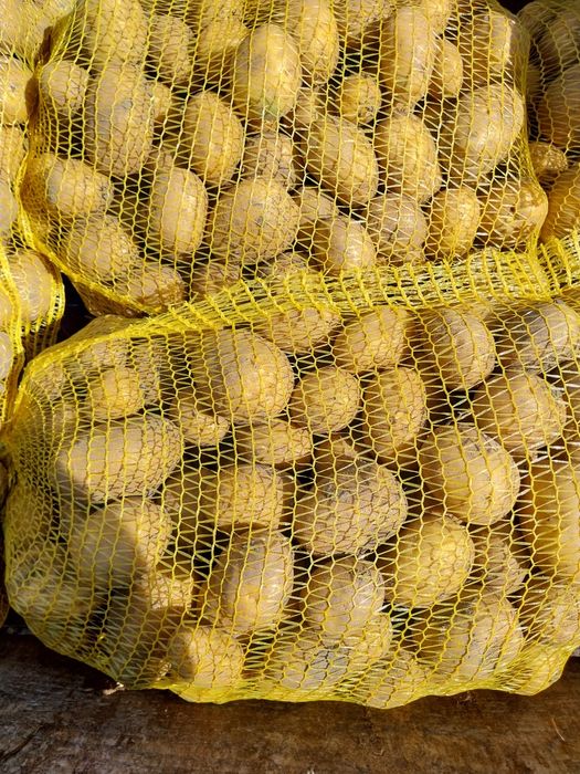 Ziemniaki Soraya, Michalina,Denar