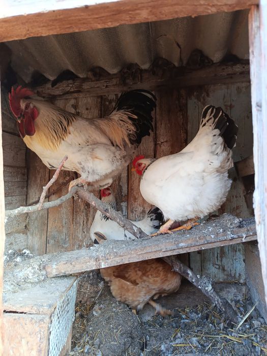 Инкубационное яйцо обычных курей