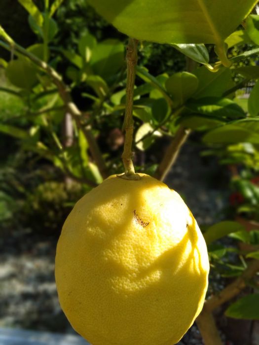 Cytryna owocująca w donicy z owocami.