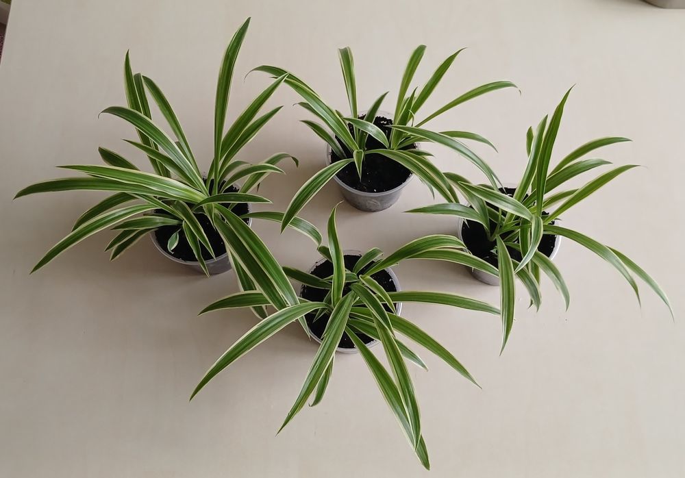 Хлорофітум океан