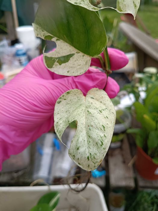 epipremnum marble Queen #2