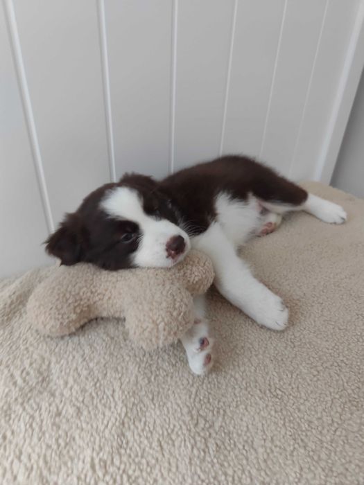 Border collie. Szczeniak. Suczka. Badania.