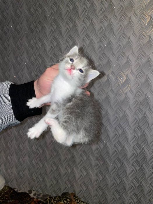 котята от настоящей самоедки