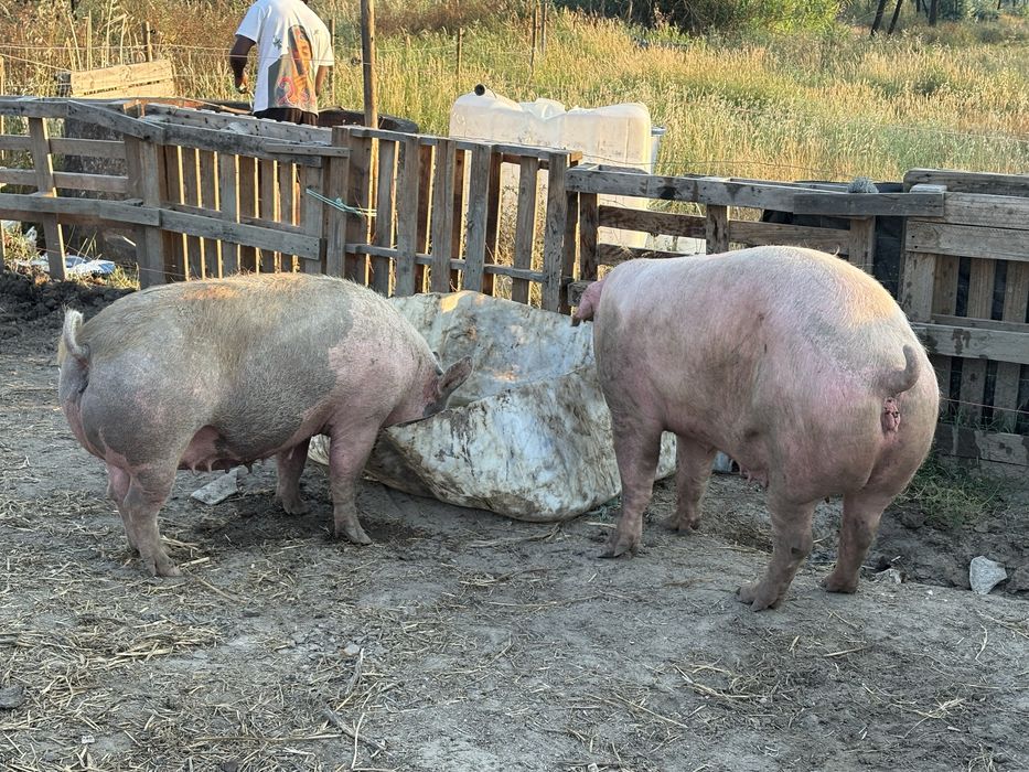 Porcas e leitões