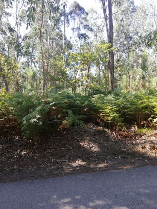 Bouça - Terreno Florestal em Friastelas