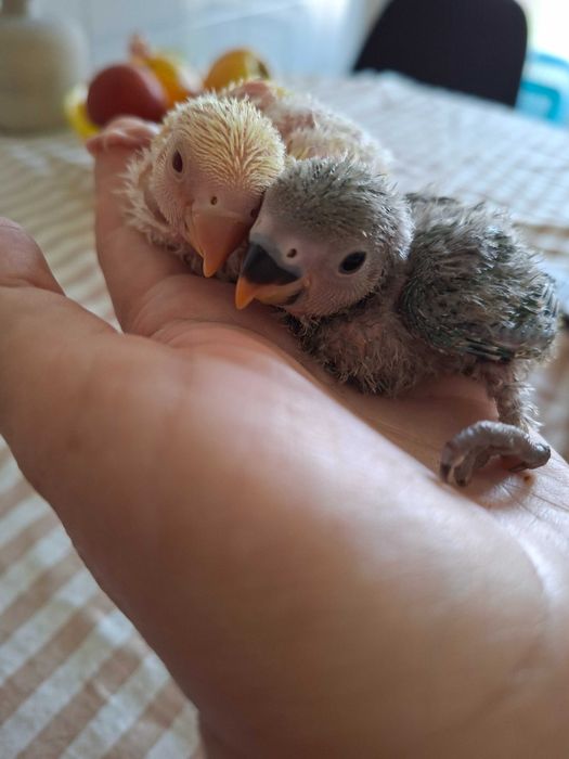Vende-se uma linda família de periquitos-do-amor (Agapornis)!  - Mamã e papá saudáveis e muito bem tratados. - Três crias com 1 mes de idade