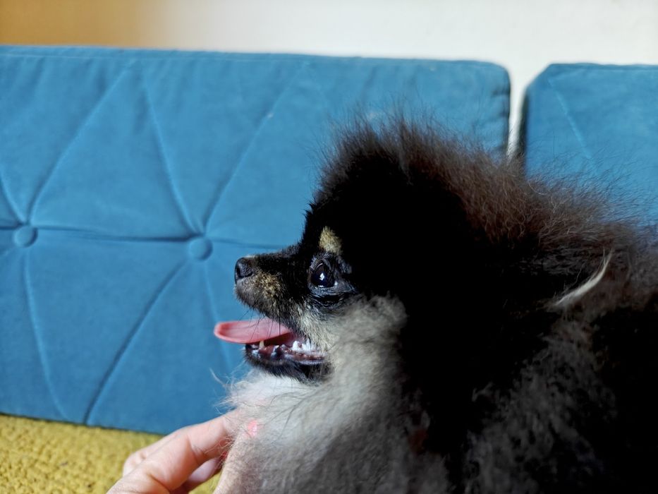 Szpic miniaturowy/Pomeranian BezoweLove FCI ZKwP