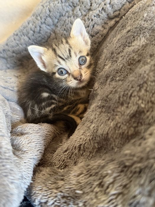 Gatinhos para adoção