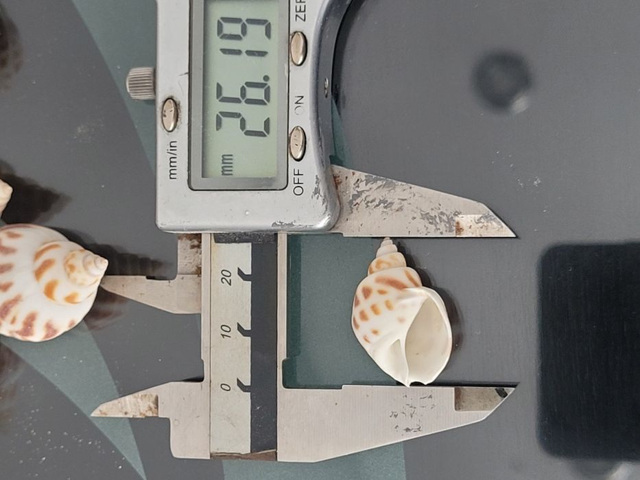 Muszle ślimaków Babilonia dla kraba pustelnika akwarium morskie