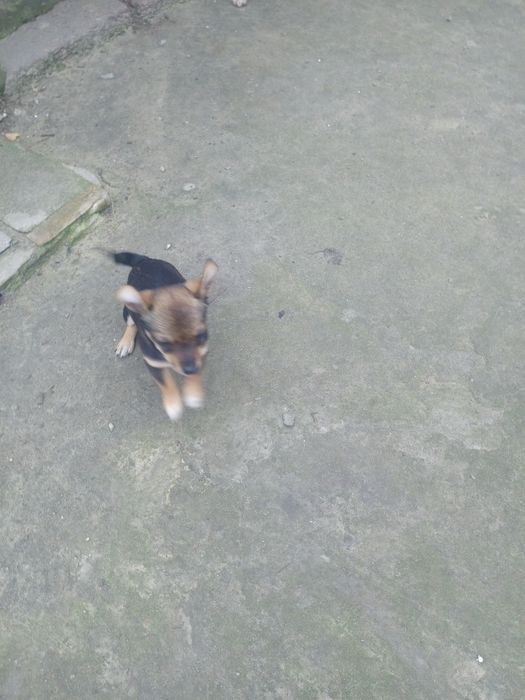 Міні дівчинка чихуахуа до Новорічних свят