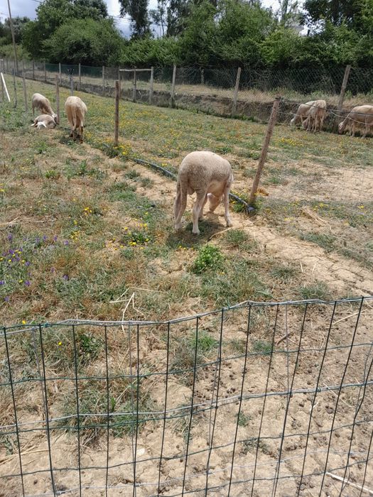 Borregos para  mudar de pasto