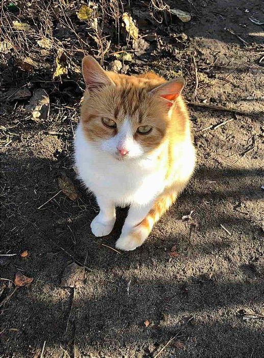 Отдам рыже-белого котенка, девочка, 7 месяцев