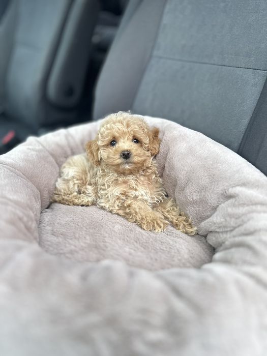 Мальтипу — ожила плюшева іграшка для вашої родини