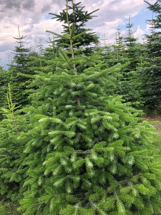 Choinka świąteczna