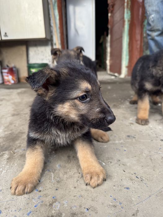 Віддам песиків в добрі руки