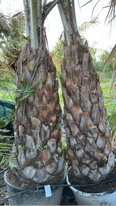 Palmeira Butia Capitata- Exemplares
