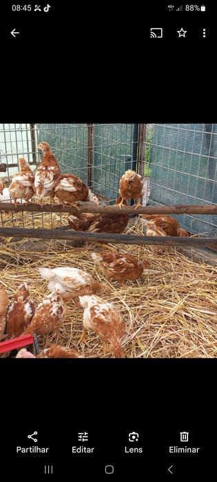 galinhas poedeiras